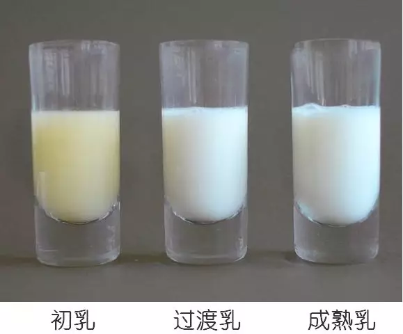 母乳營養(yǎng)成分檢測，母乳分析儀的好處您知多少？