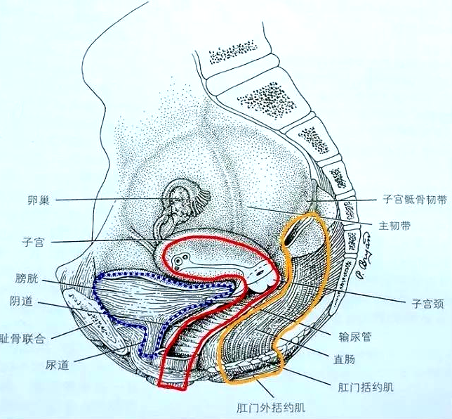 產(chǎn)后恢復(fù)項(xiàng)目中盆腔的“三腔系統(tǒng)”是怎么分界的？