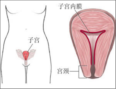 產(chǎn)后盆底肌怎么修復(fù)？你得知道為什么子宮內(nèi)膜薄要治療才能更好解決