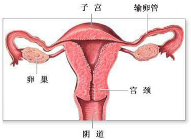 哪些原因會(huì)導(dǎo)致陰道松弛？