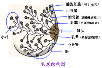 乳房的基本知識(shí)，母乳分析很重要