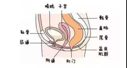 齊全的盆底肌修復(fù)儀器知識(shí)，講解醫(yī)院間不曾知道的盆底肌修復(fù)