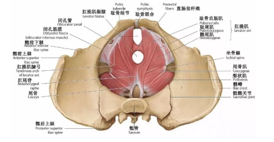 盆底肌康復(fù)治療有用嗎？專家表示，注重方法