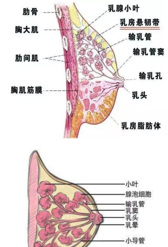 母乳喂養(yǎng)是否正常，需要稍微了解一下乳房的功能