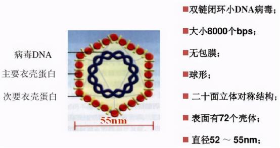 當產(chǎn)后盆底康復遇到了HPV感染，盆底康復治療儀還能治療產(chǎn)后盆底嗎