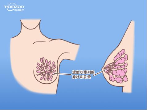 盆底康復治療儀能幫助女性乳房哪些問(wèn)題？