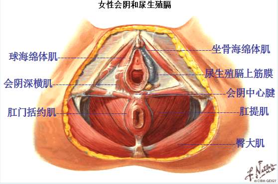 盆底肌修復治療