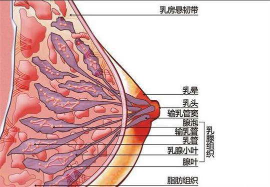 產(chǎn)后康復儀器