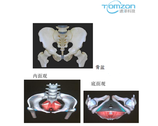 盆底修復