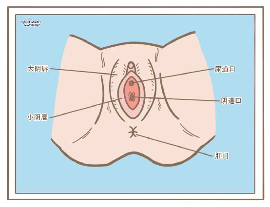 盆底康復治療儀.jpg