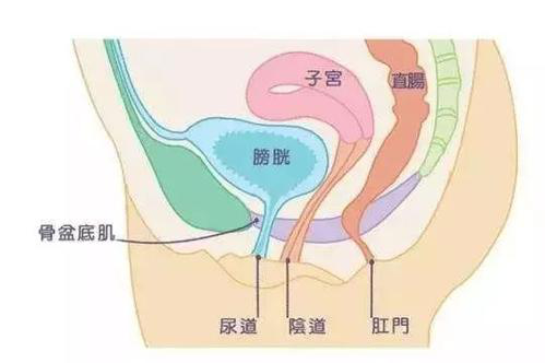 盆底肌修復(fù)儀器|產(chǎn)后盆底肌修復(fù)的知識，你了解多少？