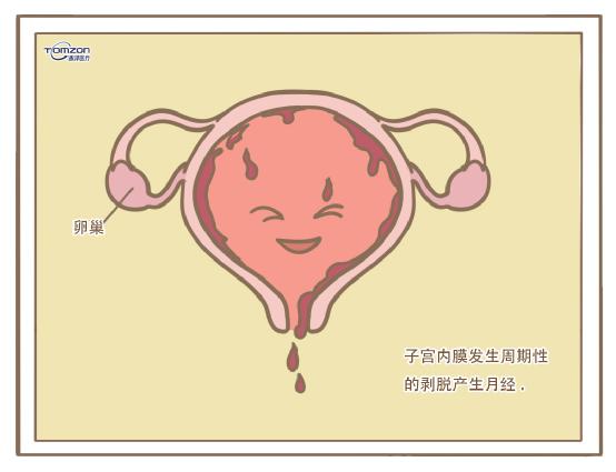 盆底康復(fù)治療儀 盆底康復(fù)治療儀可以保護(hù)女性私密領(lǐng)地的天然防線嗎？
