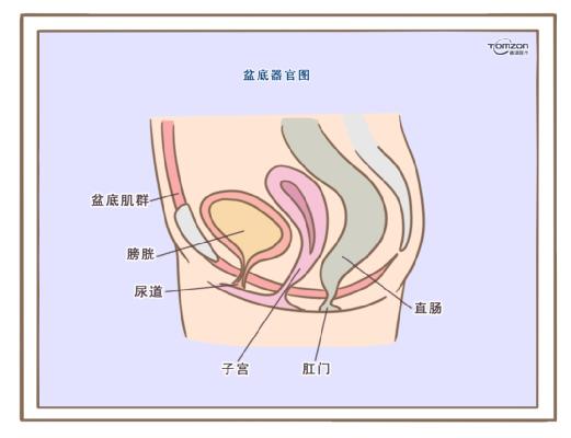 盆底康復(fù)治療儀應(yīng)該在產(chǎn)后什么時(shí)候使用？
